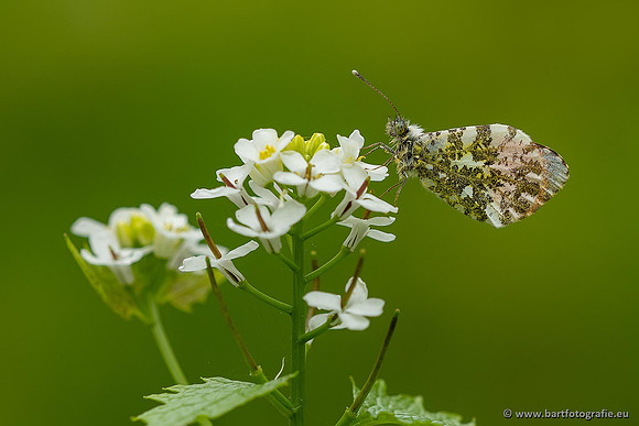Vlinders, Bart Fotografie-130