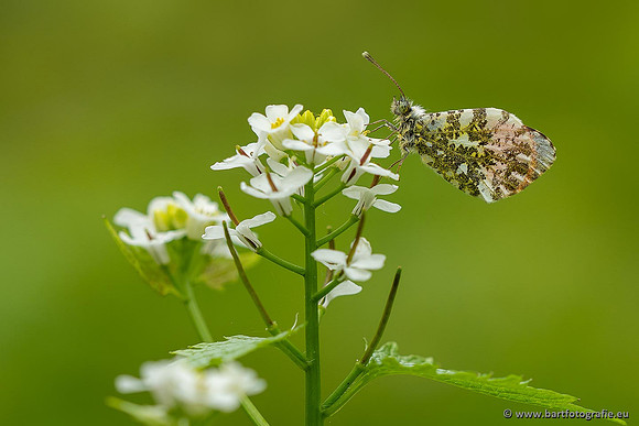 Vlinders, Bart Fotografie-131