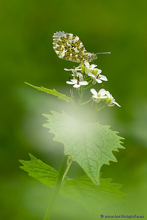 Vlinders, Bart Fotografie-132