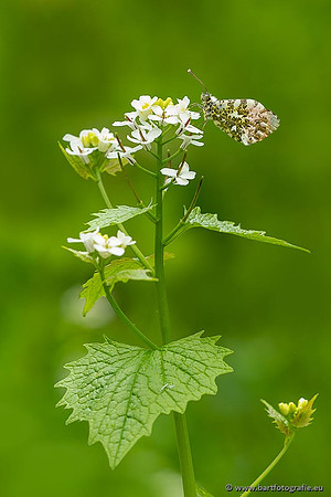 Vlinders, Bart Fotografie-134