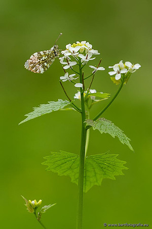 Vlinders, Bart Fotografie-135