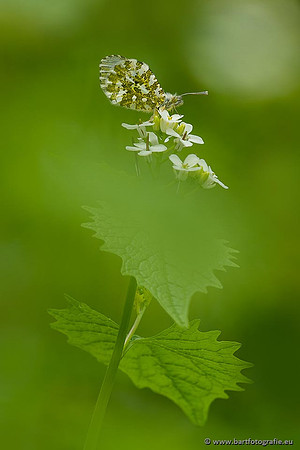 Vlinders, Bart Fotografie-133
