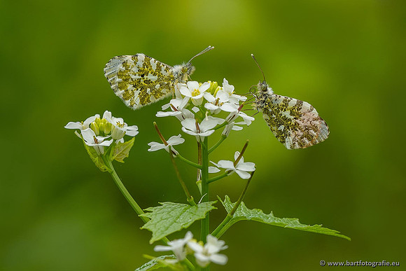 Vlinders, Bart Fotografie-136