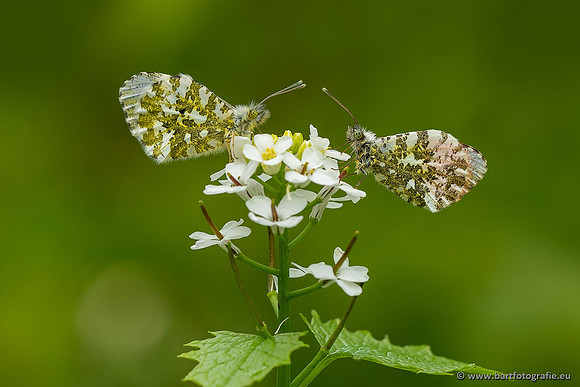 Vlinders, Bart Fotografie-137