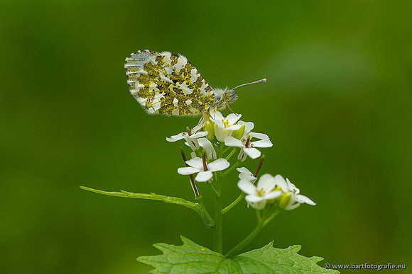 Vlinders, Bart Fotografie-138