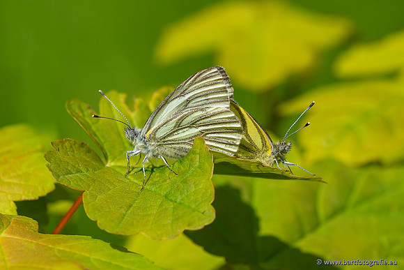 Vlinders, Bart Fotografie-139