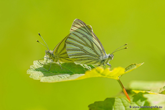 Vlinders, Bart Fotografie-140
