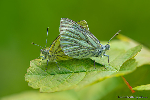 Vlinders, Bart Fotografie-141