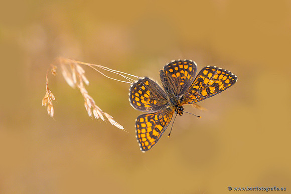 Vlinders, Bart Fotografie-146