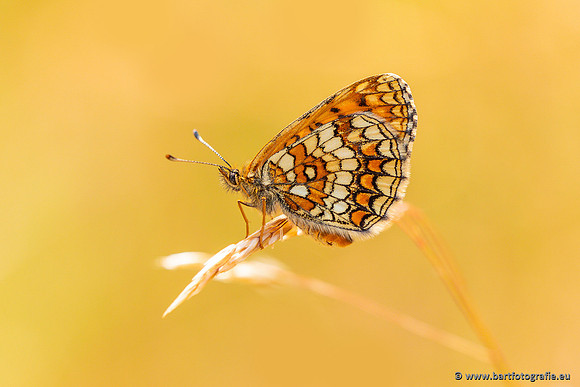 Vlinders, Bart Fotografie-149