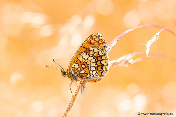 Vlinders, Bart Fotografie-150