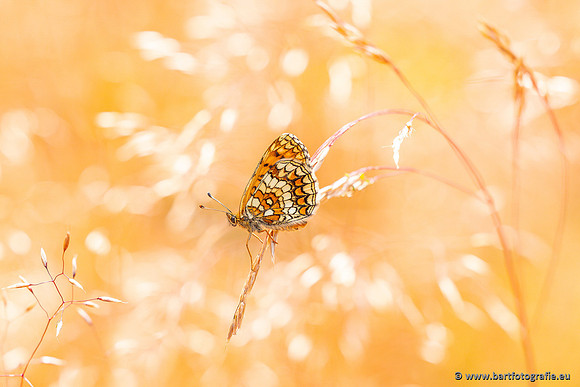 Vlinders, Bart Fotografie-151