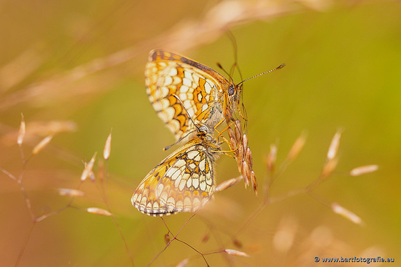 Vlinders, Bart Fotografie-152