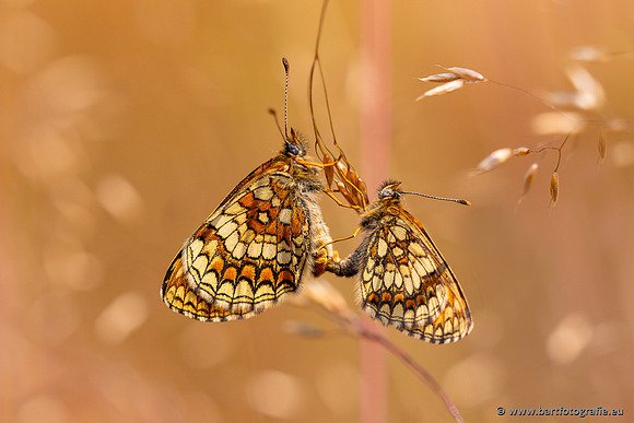 Vlinders, Bart Fotografie-153