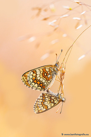 Vlinders, Bart Fotografie-155
