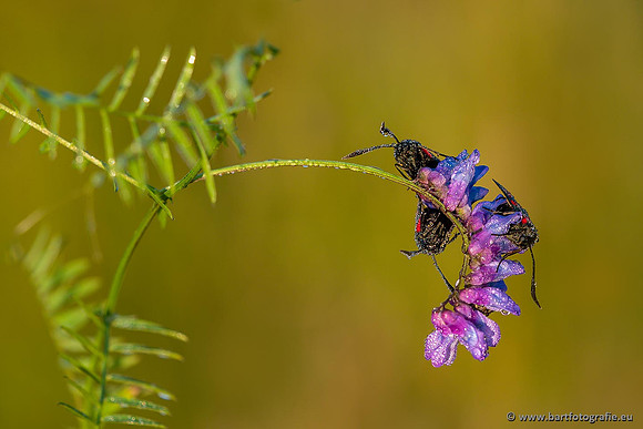 Vlinders, Bart Fotografie-249