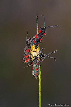Vlinders, Bart Fotografie-252