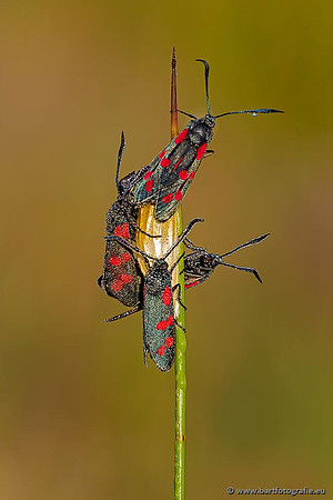 Vlinders, Bart Fotografie-253