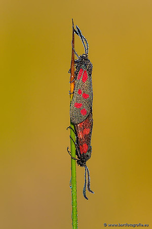 Vlinders, Bart Fotografie-255