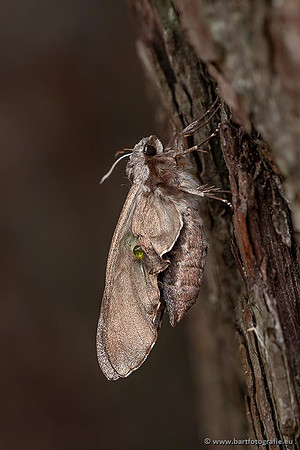 Vlinders, Bart Fotografie-259
