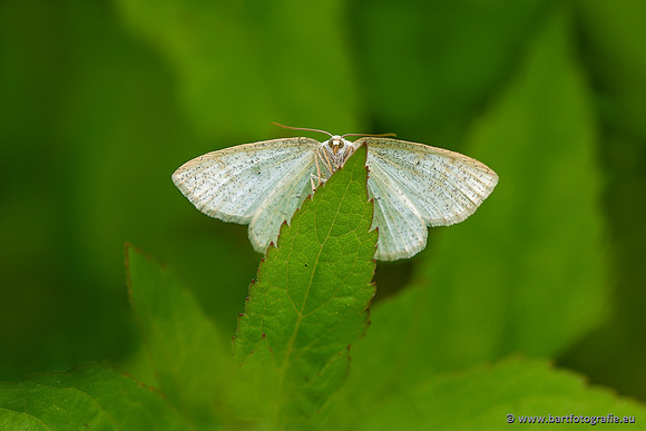 Vlinders, Bart Fotografie-263