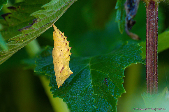 Vlinders, Bart Fotografie-269