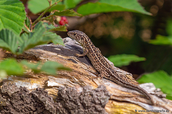 Reptielen Bart Fotografie-082