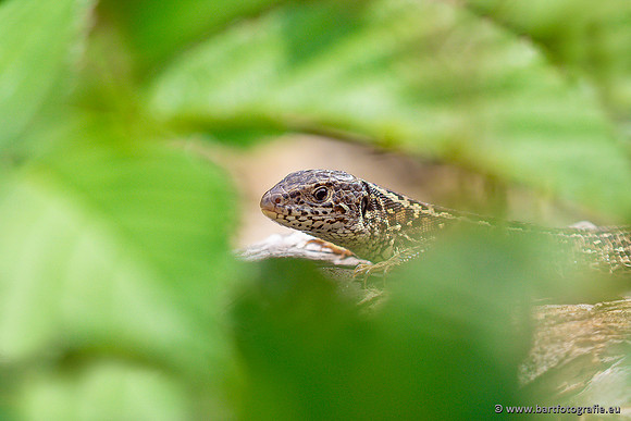 Reptielen Bart Fotografie-081
