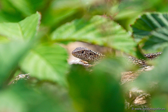Reptielen Bart Fotografie-080