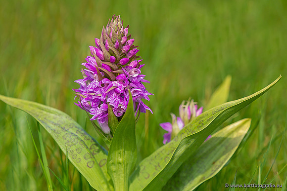 Gevlekte orchis, Dactylorhiza maculata, Texel, Bart Fotografie-002