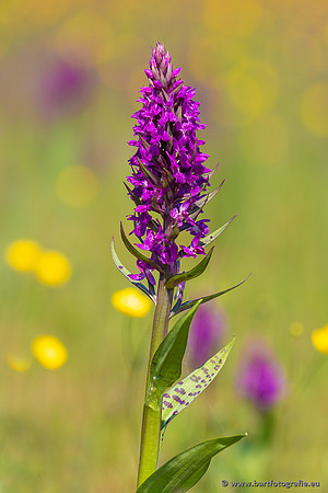 Gevlekte orchis, Dactylorhiza maculata, Texel, Bart Fotografie-004