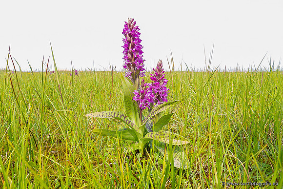 Gevlekte orchis, Dactylorhiza maculata, Texel, Bart Fotografie-001