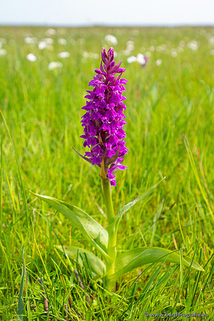 Gevlekte orchis, Dactylorhiza maculata, Texel, Bart Fotografie-005