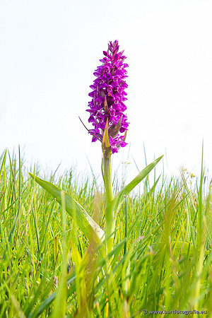 Gevlekte orchis, Dactylorhiza maculata, Texel, Bart Fotografie-006