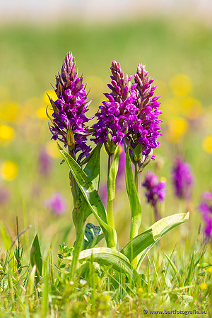 Gevlekte orchis, Dactylorhiza maculata, Texel, Bart Fotografie-007