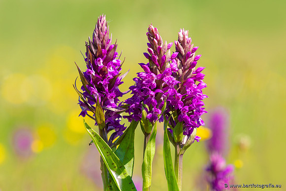 Gevlekte orchis, Dactylorhiza maculata, Texel, Bart Fotografie-008