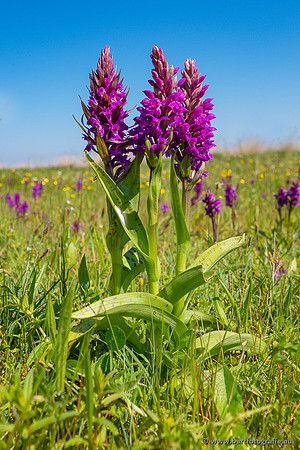 Gevlekte orchis, Dactylorhiza maculata, Texel, Bart Fotografie-010