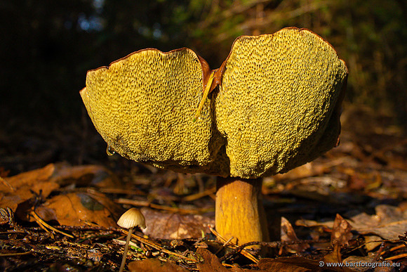 Paddenstoelen 2024-007