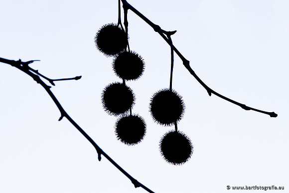 The best of 2023, Bart Fotografie-002