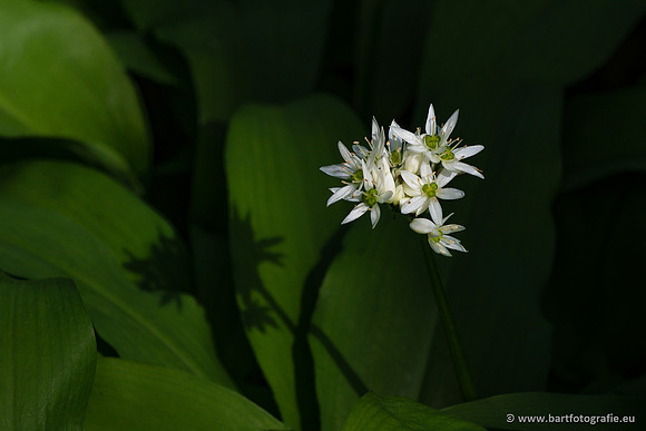 The best of 2023, Bart Fotografie-006