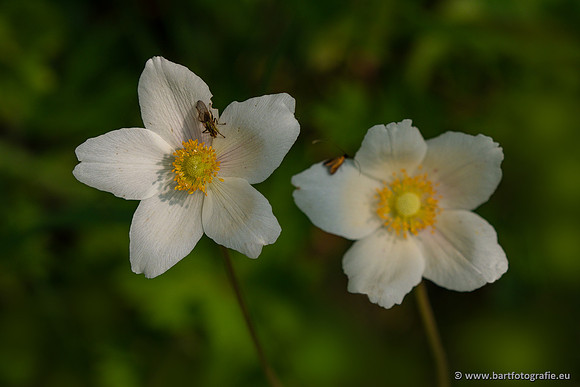 The best of 2023, Bart Fotografie-025