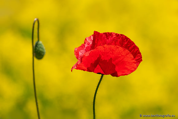 The best of 2023, Bart Fotografie-030