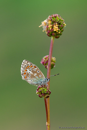 The best of 2023, Bart Fotografie-037