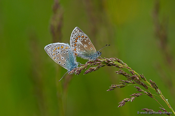 The best of 2023, Bart Fotografie-038