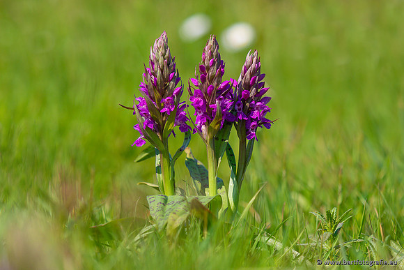 The best of 2023, Bart Fotografie-044