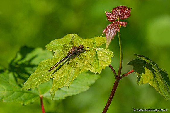 The best of 2023, Bart Fotografie-048