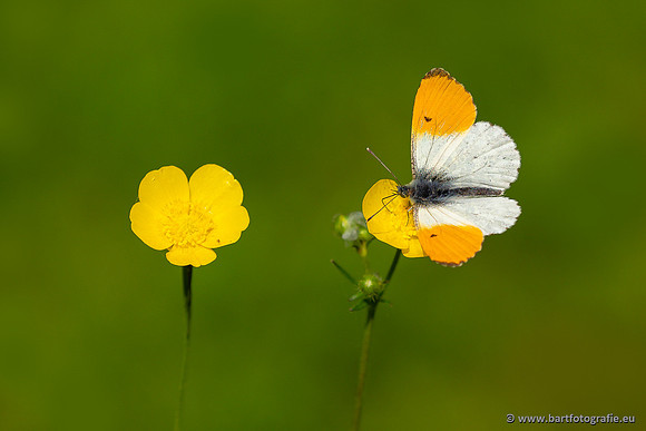 The best of 2023, Bart Fotografie-049