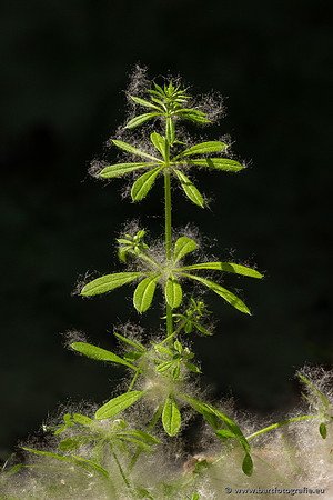 The best of 2023, Bart Fotografie-058