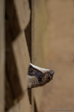 The best of 2023, Bart Fotografie-077