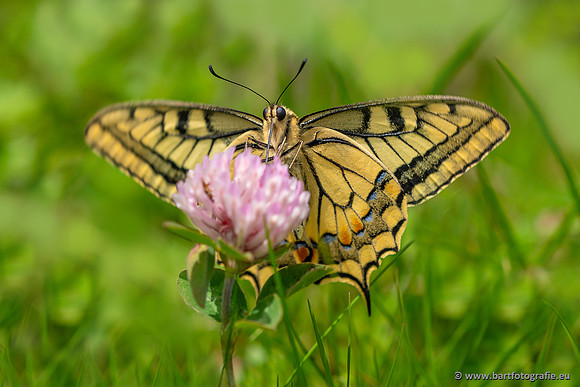 The best of 2023, Bart Fotografie-086